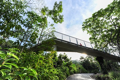 Bridge at the Learning Forest