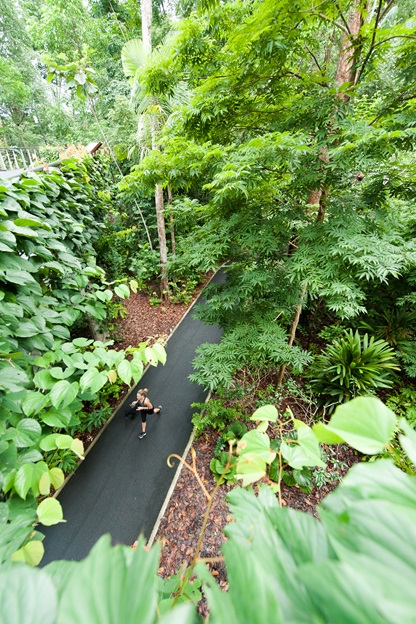 a view from the Walk of Giants boardwalk of Learning Forest 