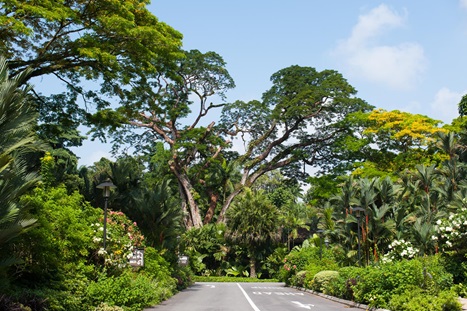 Rain Tree at Nassim Entrance