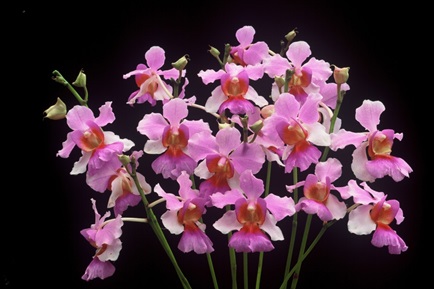 Image of Vanda Miss Joaquim, the national flower of Singapore.
