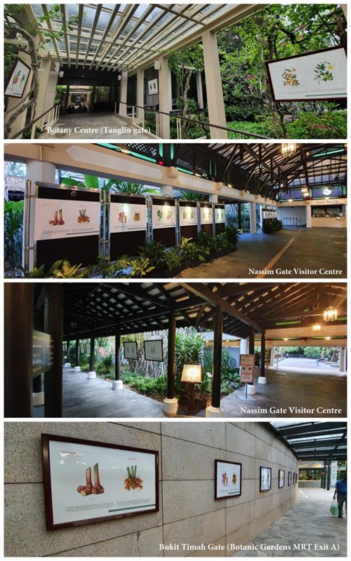 Botanical Illustration Garden of Miss Joaquim Collection Collage