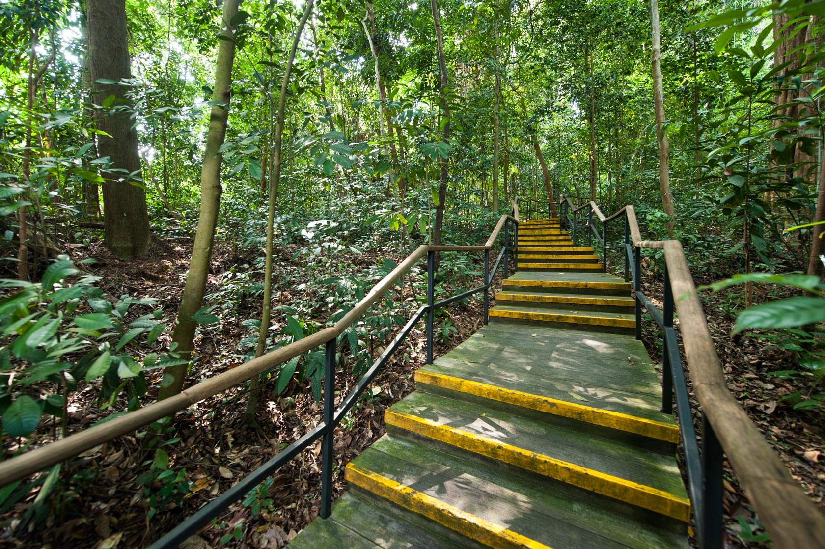 Stairway leading to the North entrance of the Rain Forest 