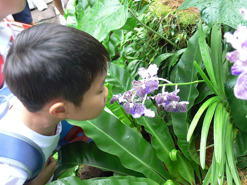 Image of child smelling a fragrant orchid during the National Orchid Garden tour.