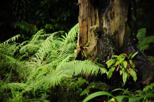 Image of Rain Forest.