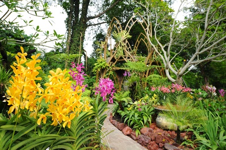 Featuring orchids display in the National Orchid Garden