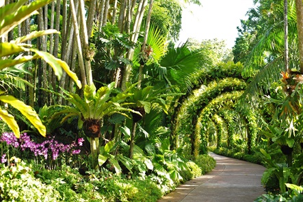 Golden Showers Arches at the National Orchid Garden featuring the Oncidium orchids 