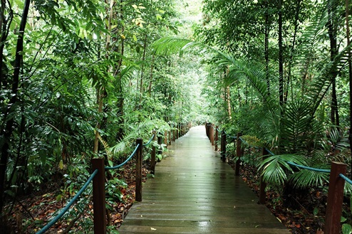 Boardwalk of the Rain Forest in the Singapore Botanic Gardens