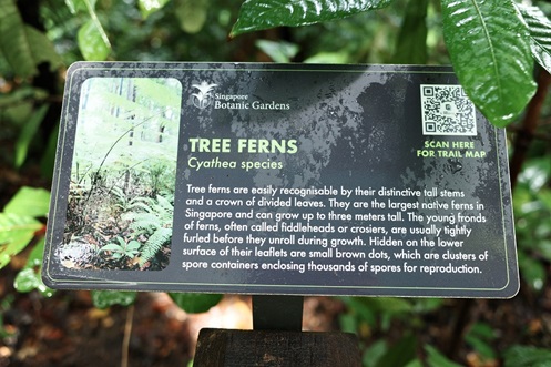 Sample information plate to read about the trees in the Rain Forest of the Singapore Botanic Gardens