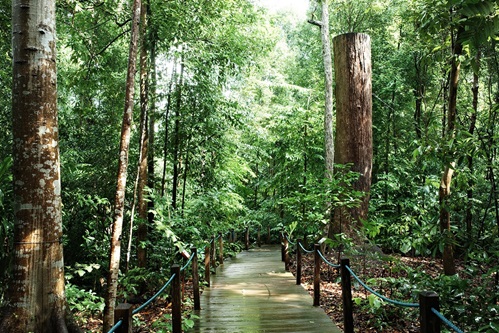 Deadwood retained in the Rain Forest to showcase how a forest really is