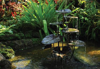 Farfugium Fountain 