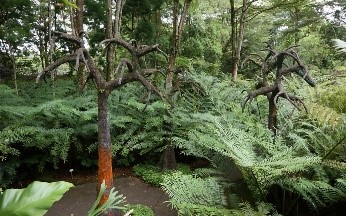 Lepidodendron trees at Evolution Garden