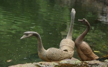 Geese at Swan Lake
