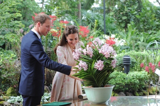 OrchidBreeding_OrchidNaming_20120911