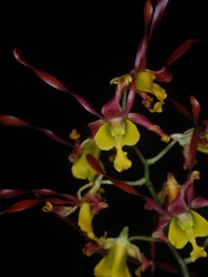 OrchidHybridsation_1_Dendrobium_hyb