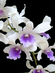 OrchidHybridisation_2_Dendrobium_hyb