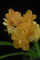 OrchidHybridisation_3_AscocendaBenignoSAquinoIII
