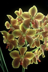 OrchidHybridisation_4_SealaraNelsonMandela