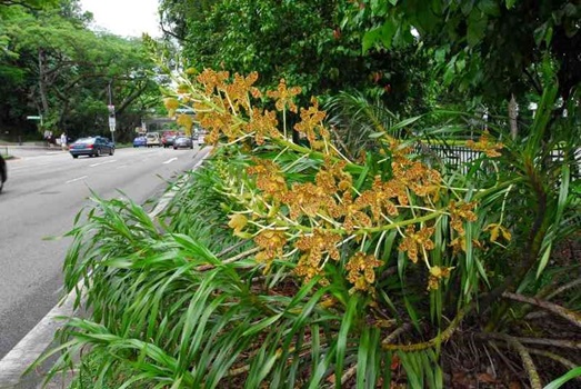 OrchidReintroductions_TigerOrchidFlowering