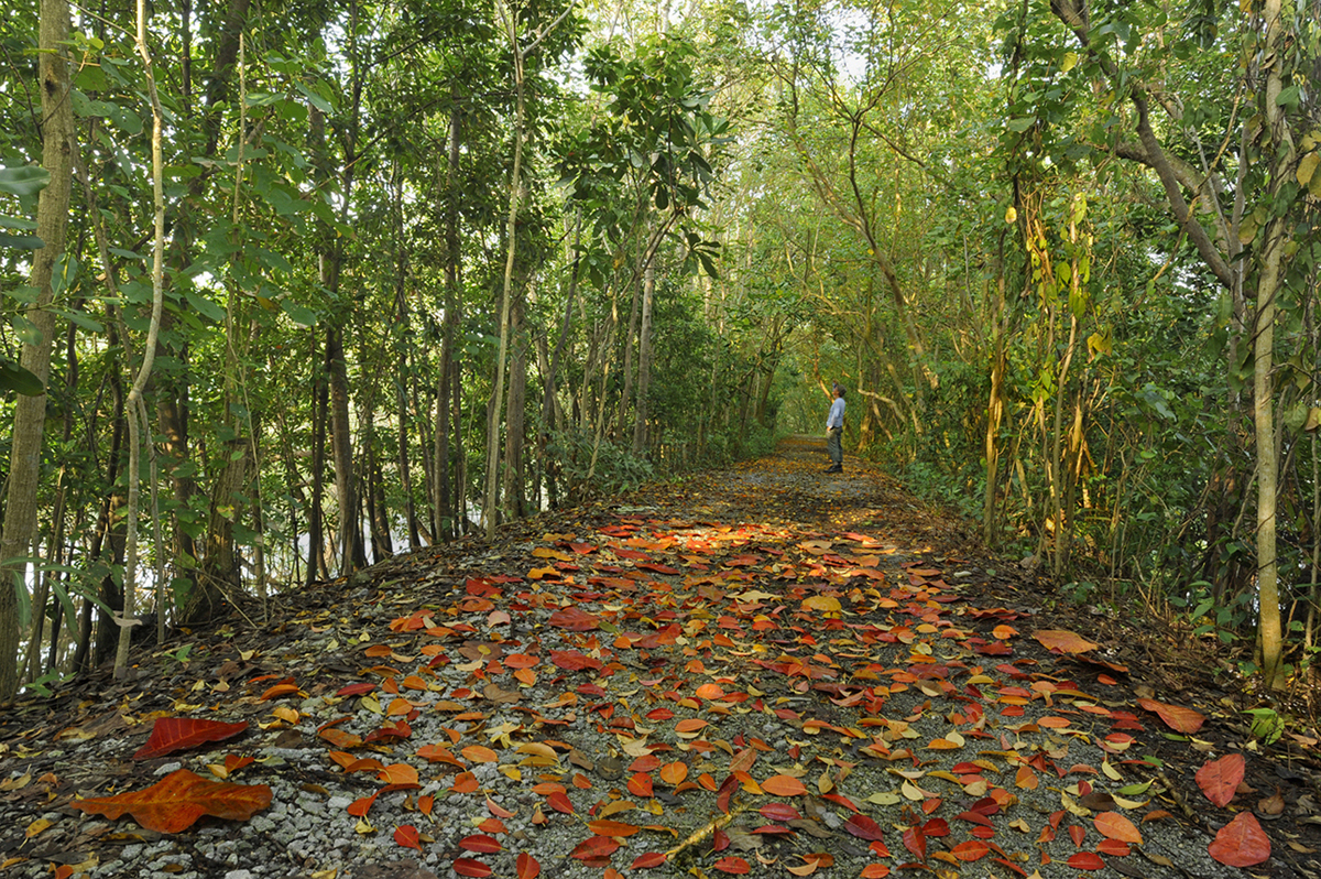 Autumn Vista
