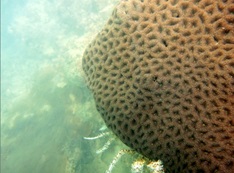 boulder coral