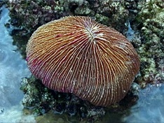 fungia coral