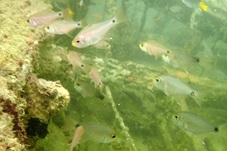 fishes