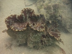 giant clam