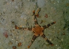 icon seastar
