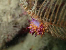 nudibranch