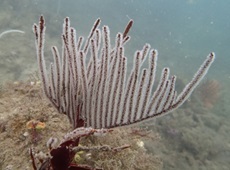 sea fan