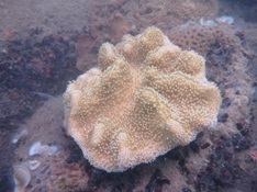 soft coral