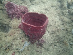 sponges