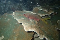 plate coral