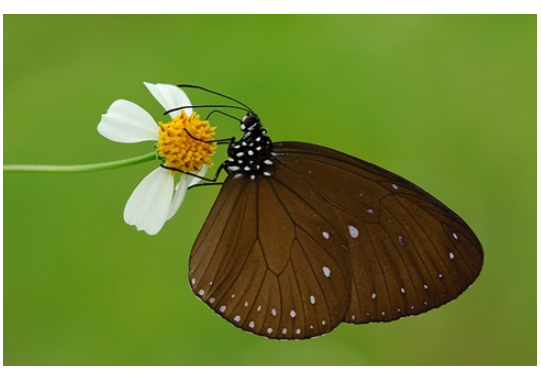 dwarf crow butterfly nparks