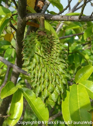 Annona muricata fruit