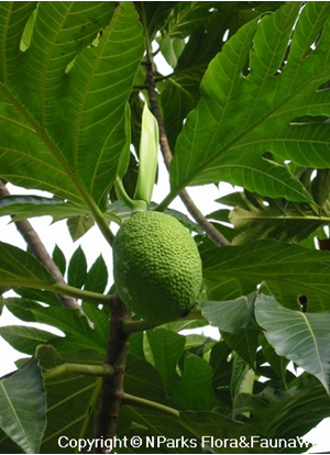 Artocarpus altilis fruit