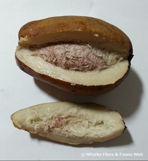 Mangifera caesia fruit