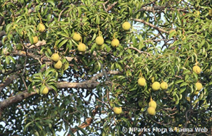 Mangifera foetida fruit