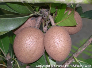 Manikara zapota fruit