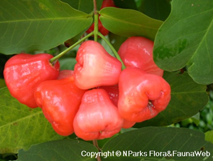 Syzygium aqueum fruit
