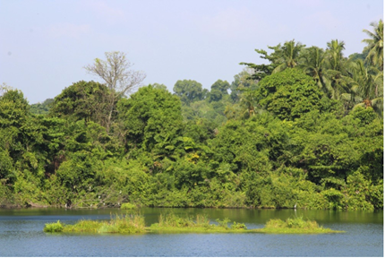 floating wetland