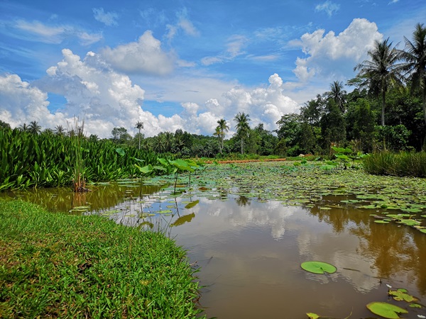 ubin sensory trail pond