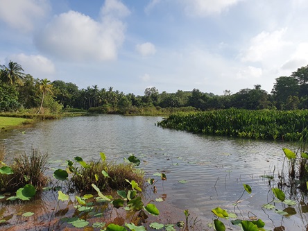 ubin sensory trail pond