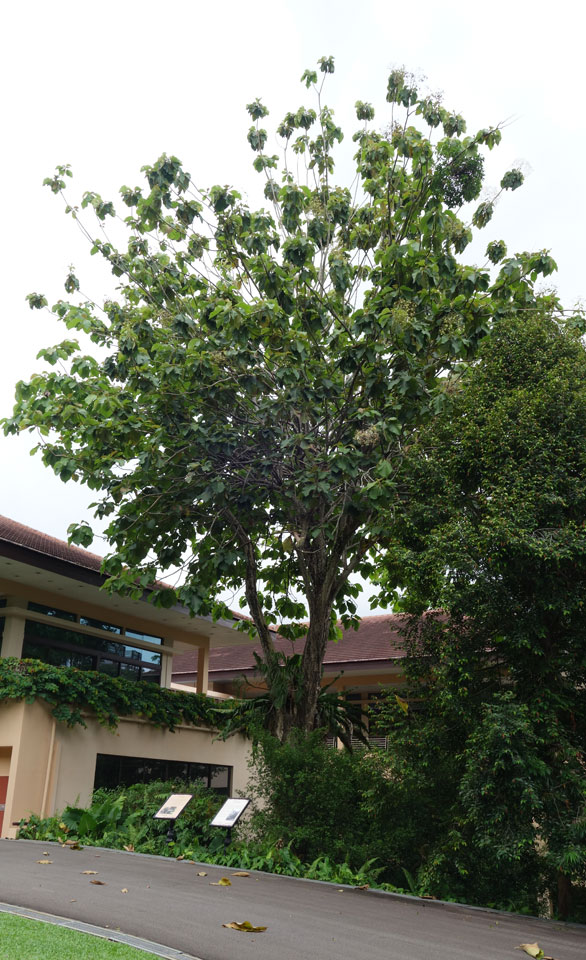 Old trees 2