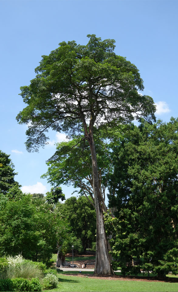 Old trees 3