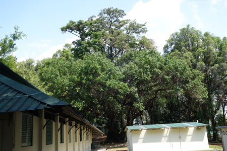 Old trees 4