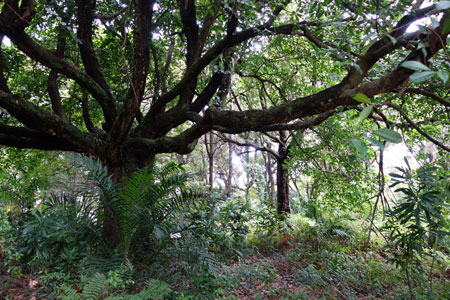 Old trees 5