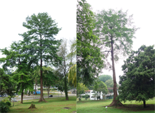 100 year old trees