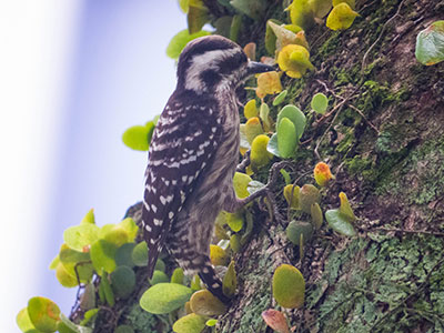 Sunda Pygmy Woodpecker 