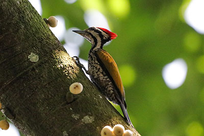 Common Flameback